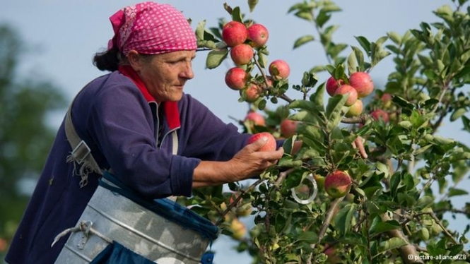 Росія закриває кордон для польських яблук