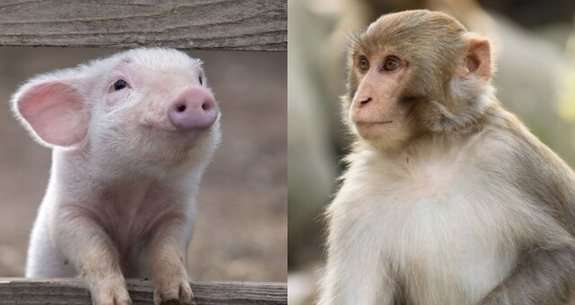 В Китае родились первые свиньи с клетками обезьяны