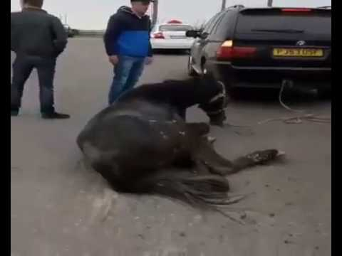 В Умані хасиди-шкуродери прив'язали живого коня до BMW і тягли по трасі, -
ВІДЕО (+18)