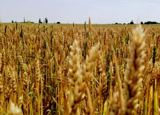 На Одещині фермер викосив на полі нецензурний напис, – ФОТО