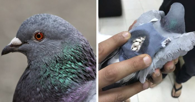 Полиция Аргентины застрелила голубя, который нес в тюрьму наркотики