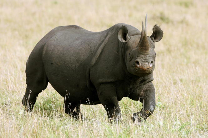 Від солі у Кенії померли вісім рідкісних чорних носорогів