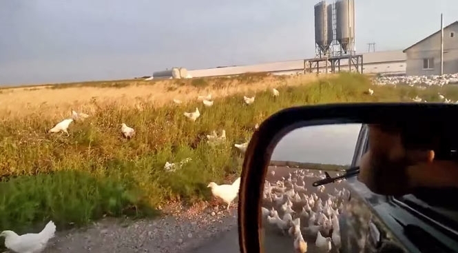 В Луганской области тысячи кур разбежались с птицефабрики после ее обстрела
