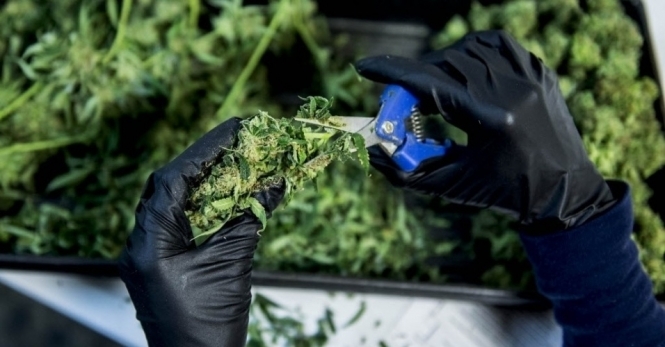 В Каліфорнії легалізували вживання та вирощування марихуани 