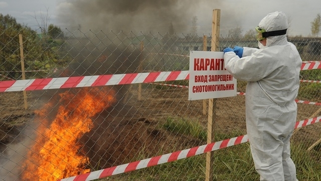Росіяни зафіксували спалах африканської чуми свиней на кордоні з Україною