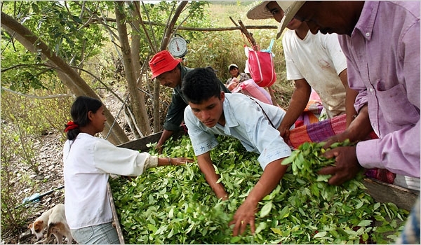 ООН: найбільше коки тепер вирощують в Перу, Колумбія втратила нарколідерство