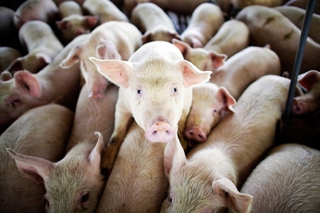Украина ликвидирует эмбарго на польскую свинину