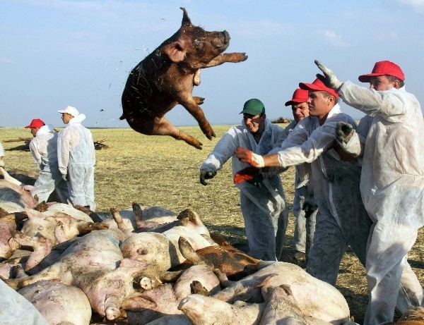 Украинские свиньи начали снова болеть африканской чумой 