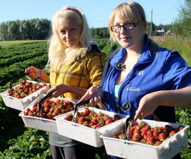 У Польщі через нестачу працівників з України під загрозою збір врожаю полуниці