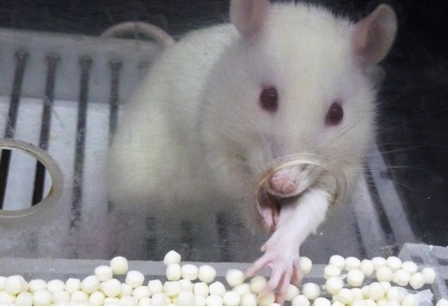 Биологи смогли вырастить человеческий кишечник внутри крыс