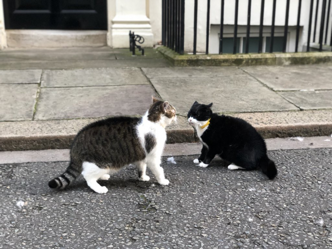 На Даунинг-стрит кот премьера Великобритании подрался с котом главы МИД, - ФОТО