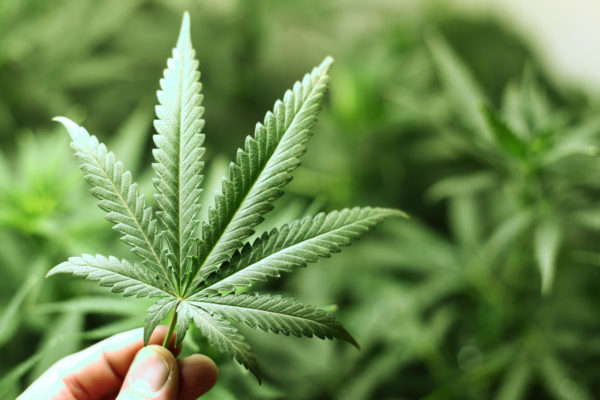 Сенат Канади підтримав легалізацію марихуани