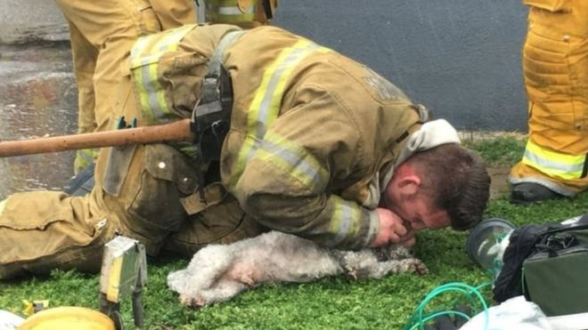 В США пожарный вернул пса к жизни искусственным дыханием