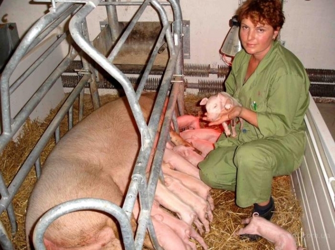 Россия остановила экспорт свинины из Украины