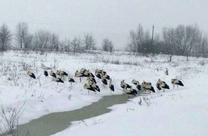 На Львовщине волонтерам удалось спасти сотни аистов от холода
