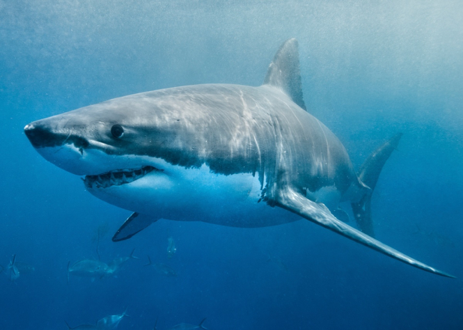 У Єгипті українець врятував від акули 20-річну туристку з Австрії