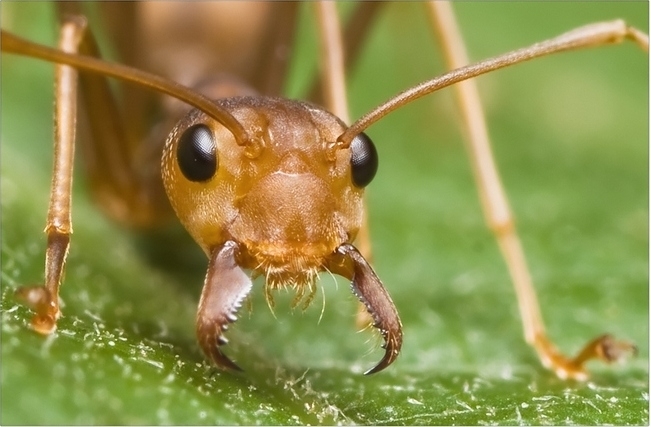Science: як мурахи рухаються кар'єрною драбиною 
