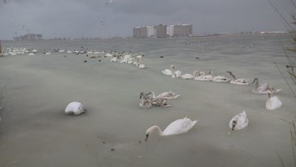 В Крыму на озере стая лебедей застряла во льду