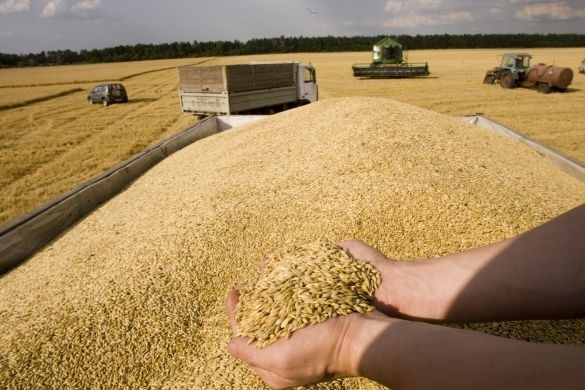 Продаж зерна приніс Україні $6,4 мільярда доларів
