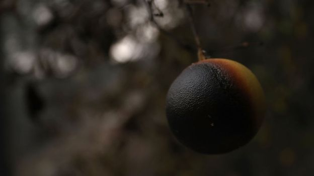 Каліфорнійські пожежі знищили більшу частину врожаю авокадо США