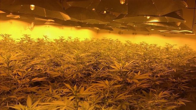 У Британському бомбосховищі викрили плантацію марихуани на суму понад мільйон фунтів
