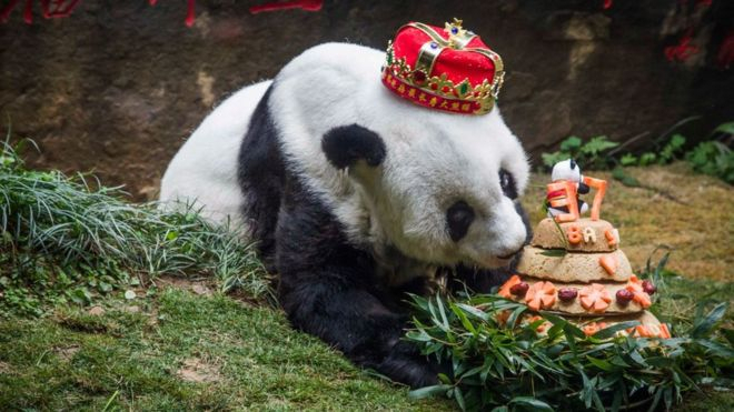 Померла Басі - найстаріша панда, яка проживала в неволі