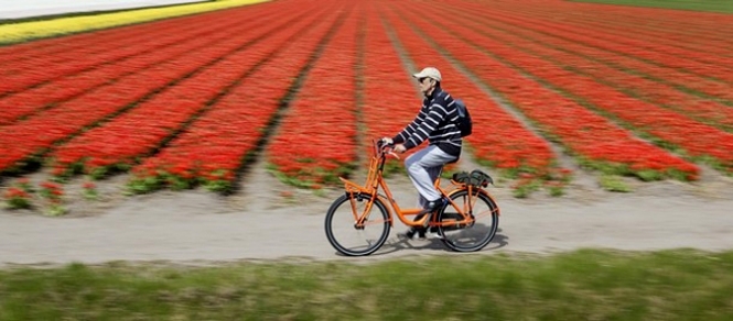 Небезпечні квіти: Росія погрожує ввести заборону на голландські тюльпани