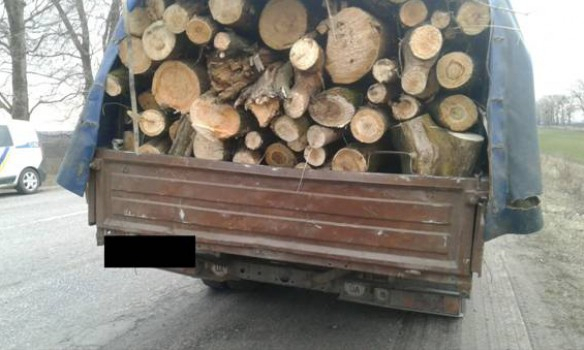 На Київщині запобігли незаконній вирубці лісів 
