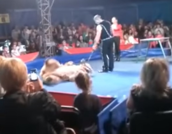 У цирку на Київщині ведмідь напав на глядачів, - ВІДЕО