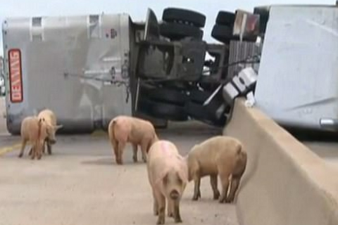 В США около 200 свиней бегали по шоссе после ДТП, - ВИДЕО