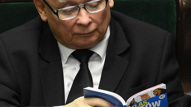 Качиньский читал книгу о котиках во время заседания Сейма