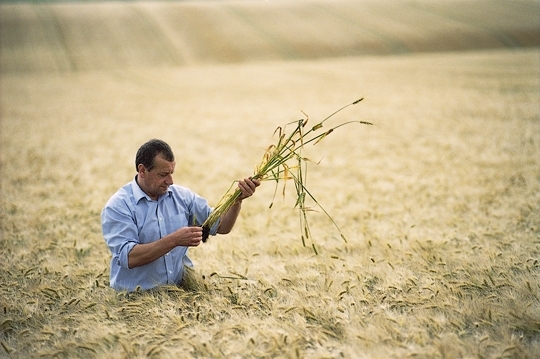 Через кримський конфлікт у світі зростають ціни на зернові