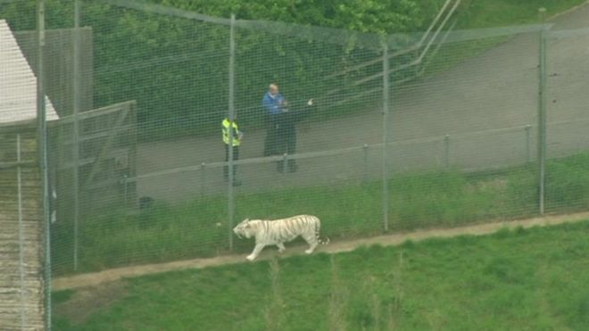 В Британії співробітниця зоопарку була убита тигром 