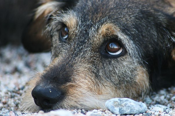 На Дніпропетровщині засудили жінку, яка вбивала безпритульних собак
