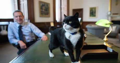 У МЗС Британії попросили не годувати службового кота, бо той припинив ловити мишей