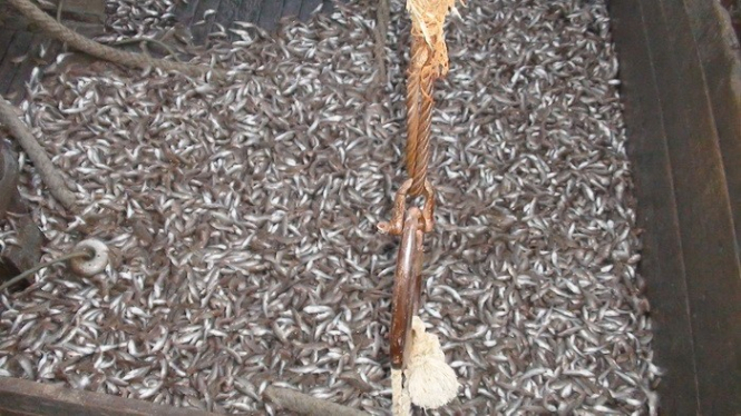 На Запоріжжі СБУ викрила браконьєрів, у яких вилучила 500 тонн риби
