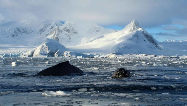 Україна очолила Комісію зі збереження морських живих ресурсів Антарктики – Шкарлет