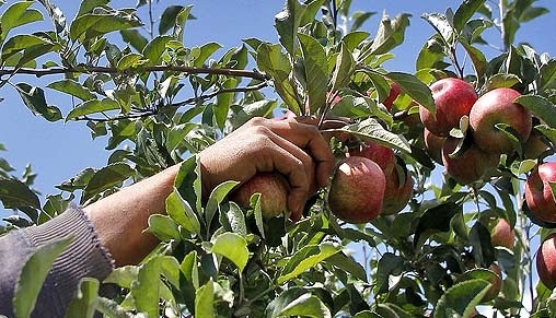 Экспорт яблок из Украины вырос втрое и стал рекордным за пять лет