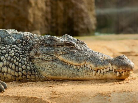 В Эфиопии крокодил убил пастора во время крещения