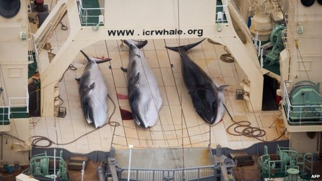 Японські мисливці вбили 122 вагітних китів