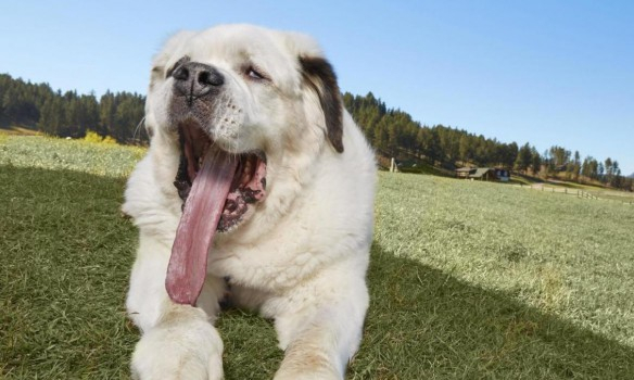 У США собаку з найдовшим язиком у світі занесли до Книги рекордів Гіннеса