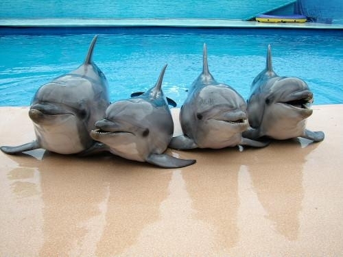 У Японії група дельфінів втекла з басейну 