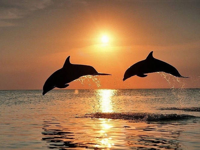 Безпосередні дельфіни: розумники, спортсмени і просто красені 