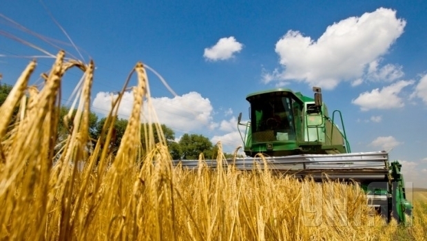 Україна стала другою в світі за врожайністю пшениці