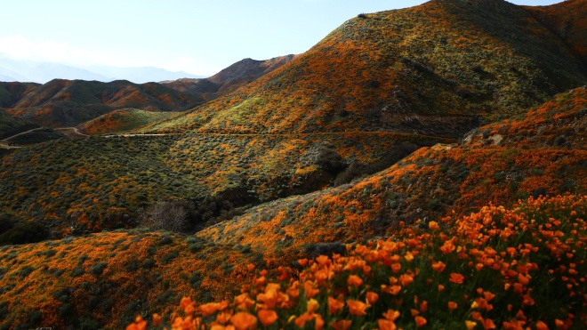 В Каліфорнії обмежили в'їзд туристам через аномальне цвітіння
