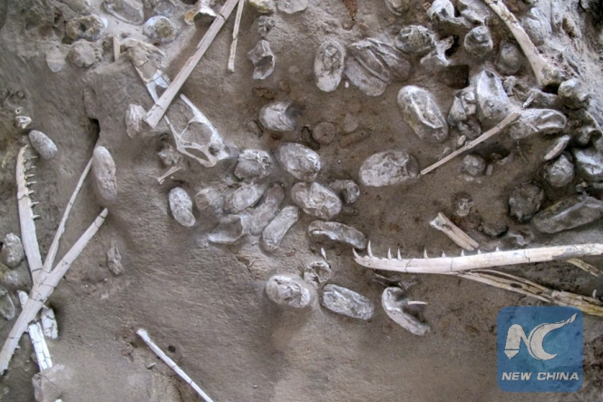 У Китаї виявили 200 яєць птерозаврів - наймасштабніша знахідка за всю історію палеонтології