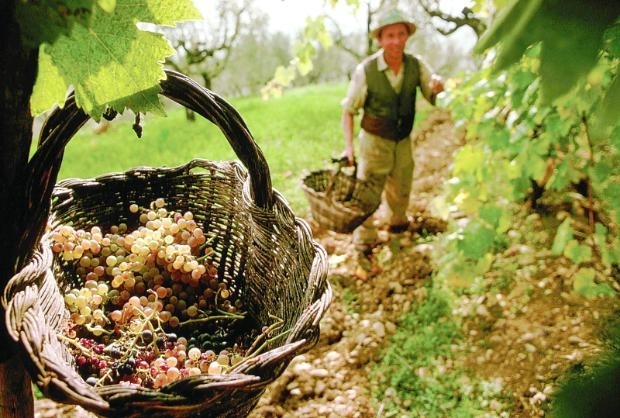 Виробництво вина в Україні скоротилося на 40%