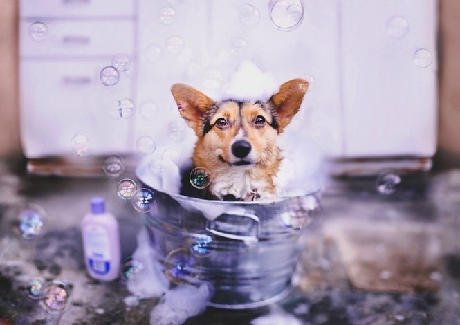 Радощі собачого життя: мильні бульбашки, квіти і чотириногі друзі