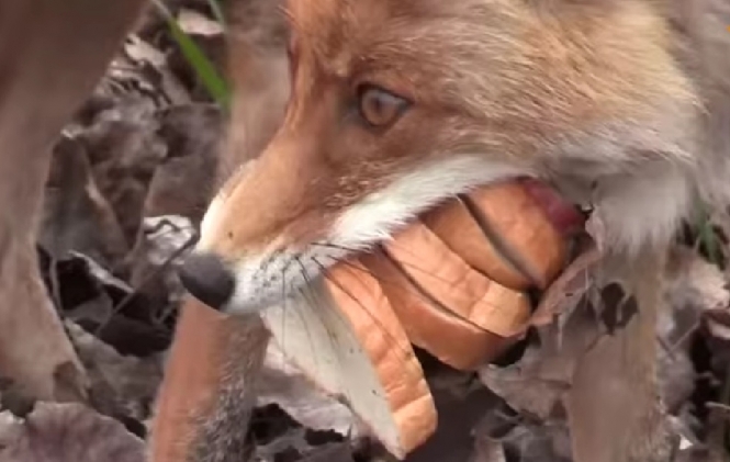 Відео, де чорнобильська лисиця робить собі бутерброд переглянули понад мільйон глядачів