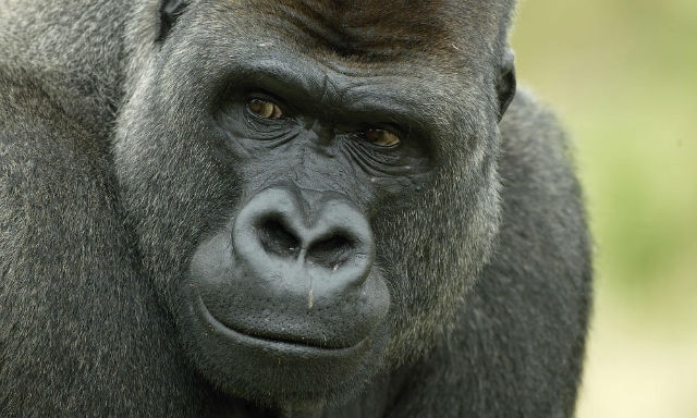 Самые большие в мире гориллы находятся на грани вымирания, - Huffington Post